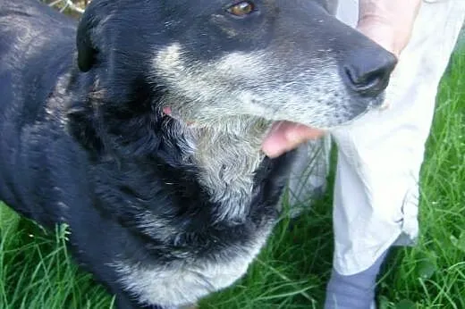 MIRA - uśmiechnięta SUNIA do adopcji,  mazowieckie