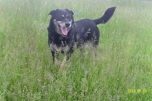 MIRA - uśmiechnięta SUNIA do adopcji,  mazowieckie