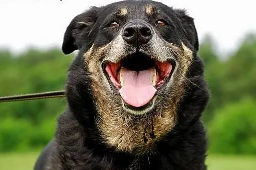 MIRA - uśmiechnięta SUNIA do adopcji,  mazowieckie