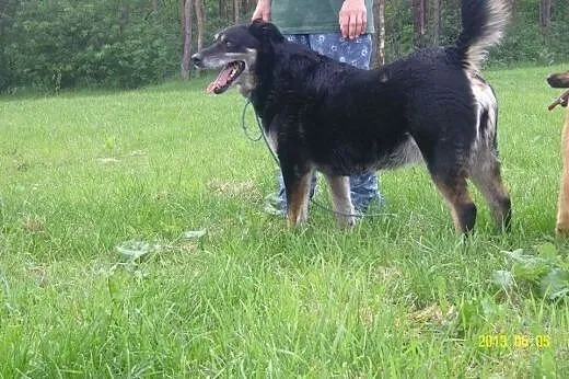 MIRA - uśmiechnięta SUNIA do adopcji,  mazowieckie