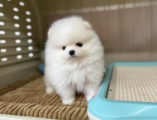 Dwa urocze szczenięta rasy pomeranian na sprzedaż., Mazowieckie, Warszawa