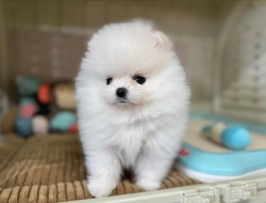 Dwa urocze szczenięta rasy pomeranian na sprzedaż., Mazowieckie, Warszawa