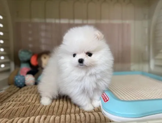 Dwa urocze szczenięta rasy pomeranian na sprzedaż., Mazowieckie, Warszawa