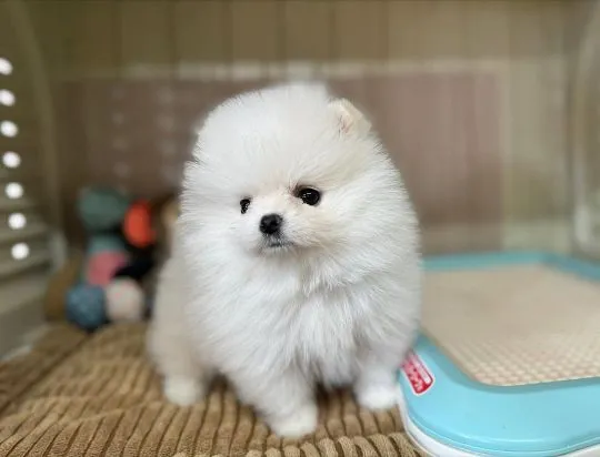 Dwa urocze szczenięta rasy pomeranian na sprzedaż., Mazowieckie, Warszawa