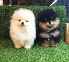 Pomeraniana Szczenięta miniaturowe dostępne dla kochających domów.