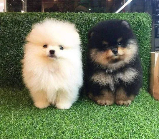 Pomeraniana Szczenięta miniaturowe dostępne dla kochających domów., Łódzkie, Łódź