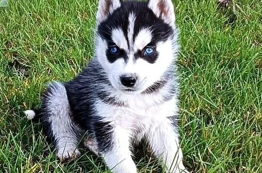 Szczeniaczki Siberian husky gotowe do odbioru.Elitarny rodowód, Łódzkie, Krośniewice
