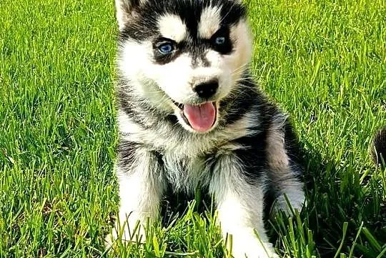 Szczeniaczki Siberian husky gotowe do odbioru.Elitarny rodowód, Łódzkie, Krośniewice