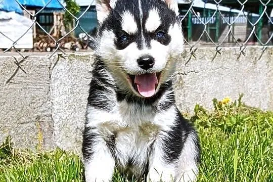 Szczeniaczki Siberian husky gotowe do odbioru.Elitarny rodowód, Łódzkie, Krośniewice