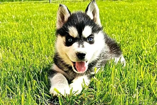 Szczeniaczki Siberian husky gotowe do odbioru.Elitarny rodowód, Łódzkie, Krośniewice