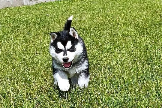 Szczeniaczki Siberian husky gotowe do odbioru.Elitarny rodowód, Łódzkie, Krośniewice