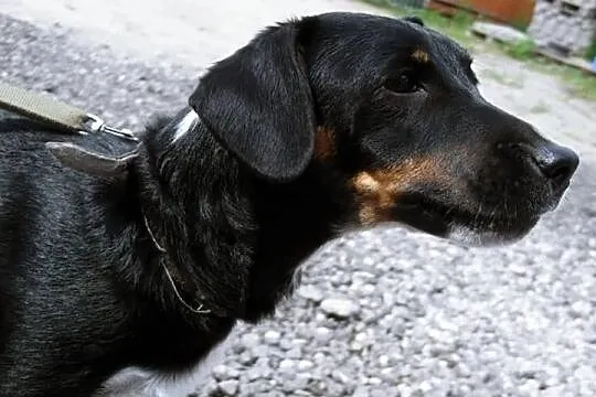 Młody Remek szuka domu