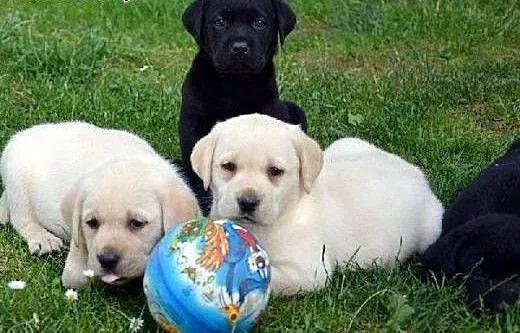 Szczenięta labrador w różnych kolorach, mazowieck