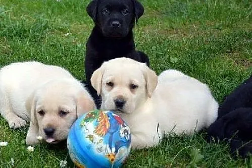 Szczenięta labrador w różnych kolorach,  mazowieck