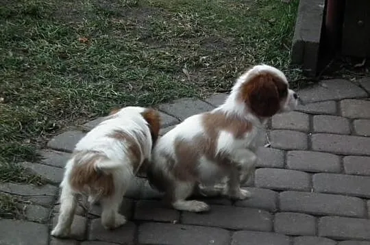 Milusie