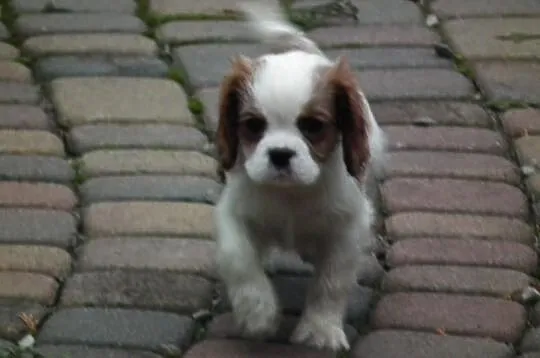Milusie