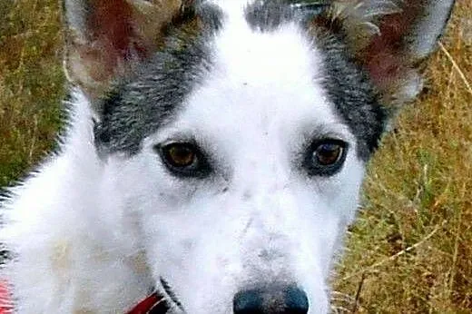 ROKI- młody i inteligentny mix husky do adopcji,  dolnośląskie Wrocław