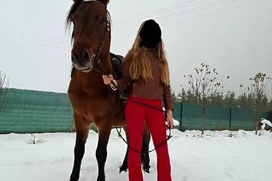 Kuc kucyk koń hucuł