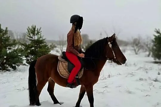 Kuc kucyk koń hucuł, Kujawsko-pomorskie, Bydgoszcz