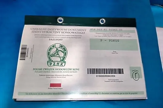 Kuc kucyk koń hucuł, Kujawsko-pomorskie, Bydgoszcz