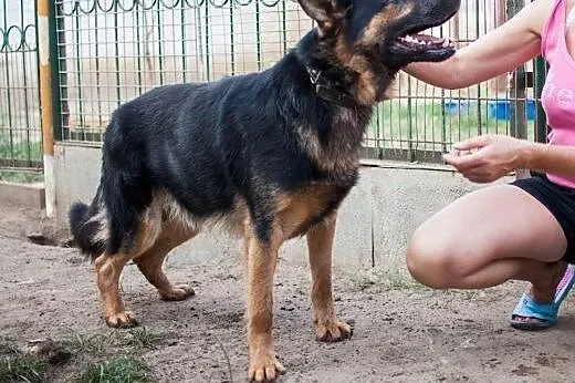 Owczarek DIMA do przejściach szuka dobrego domu z 