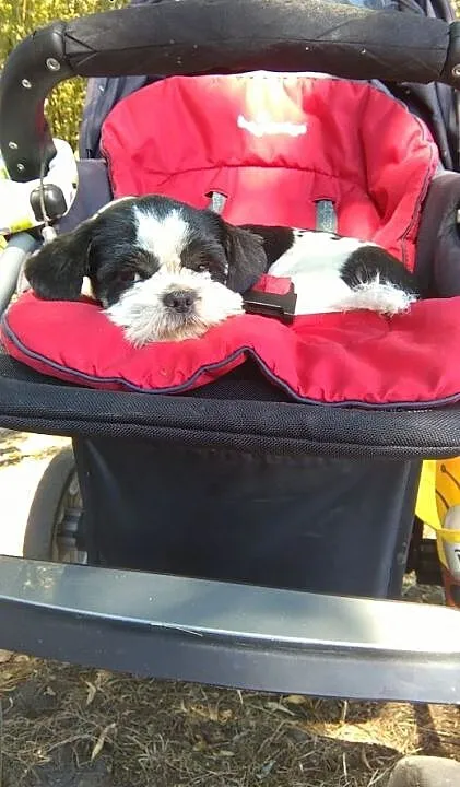 Shi tzu reproduktor, lubelskie Lublin