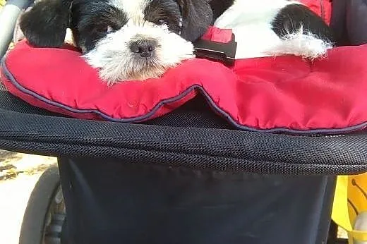 Shi tzu reproduktor,  lubelskie Lublin