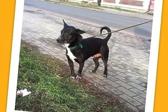 REKSIO--psi anioł,dzieciolubny,kotolubny,idealny m