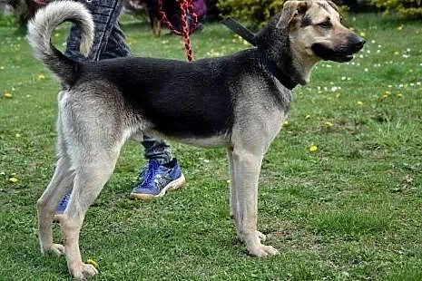 Nie jestem owczarkiem... Czy to dlatego nie mam do