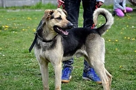 Nie jestem owczarkiem... Czy to dlatego nie mam do