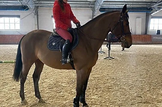 8-letni wałach, skoki 130