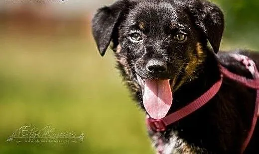 Polo - szczeniak do adopcji!, świętokrzyskie Kie