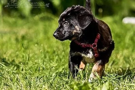 Polo -  szczeniak do adopcji!,  świętokrzyskie Kie