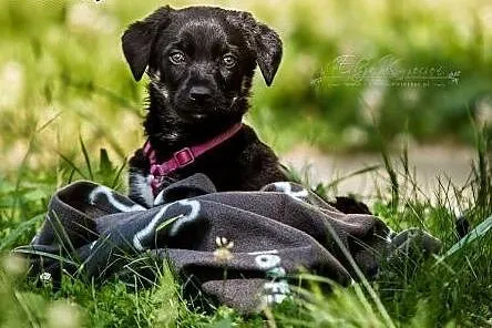 Polo -  szczeniak do adopcji!,  świętokrzyskie Kie