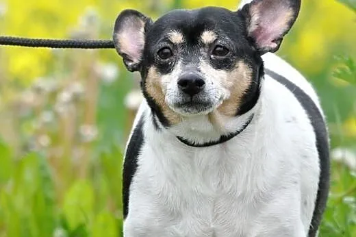 Bulinek niewielki, milutki, grzeczny psiak ADOPCJA,  małopolskie Kraków