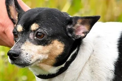 Bulinek niewielki, milutki, grzeczny psiak ADOPCJA
