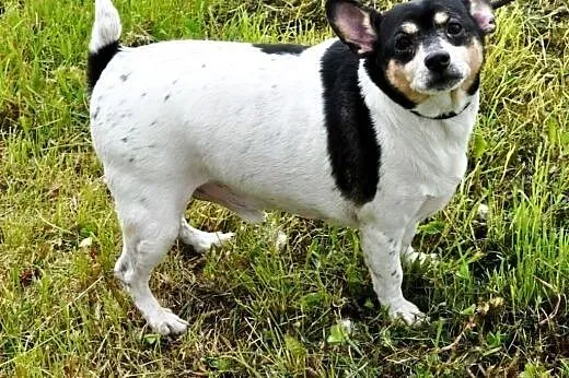 Bulinek niewielki, milutki, grzeczny psiak ADOPCJA