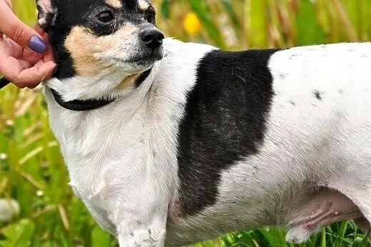 Bulinek niewielki, milutki, grzeczny psiak ADOPCJA