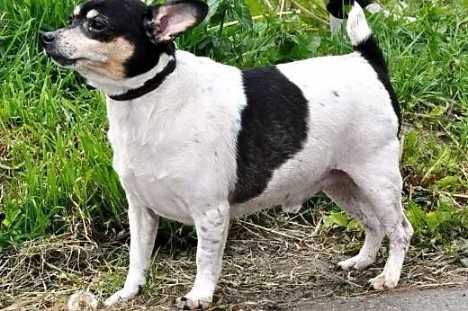 Bulinek niewielki, milutki, grzeczny psiak ADOPCJA