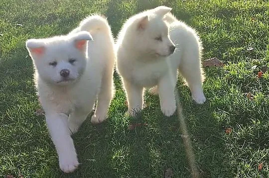 Akita Inu Japońska śliczne szczeniaki