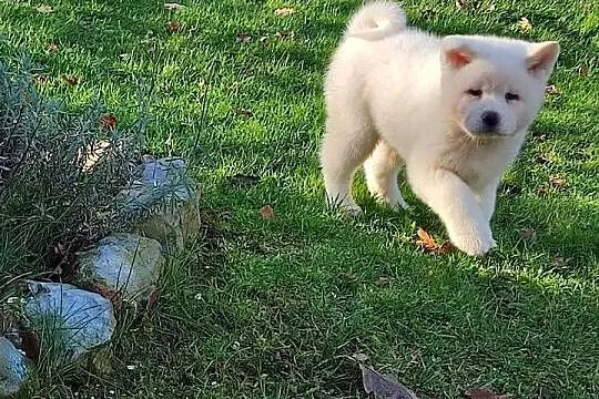 Akita Inu Japońska śliczne szczeniaki, Podkarpackie, Rzeszów