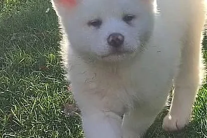 Akita Inu Japońska śliczne szczeniaki, Podkarpackie, Rzeszów