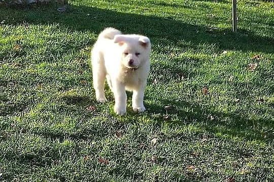 Akita Inu Japońska śliczne szczeniaki, Podkarpackie, Rzeszów