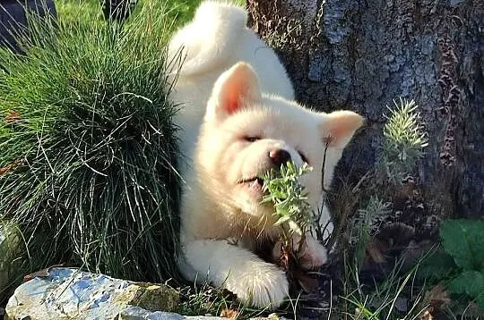 Akita Inu Japońska śliczne szczeniaki, Podkarpackie, Rzeszów