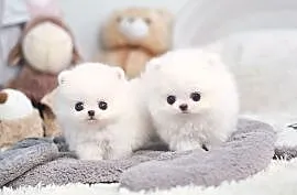 Pomeranian Sliczne malenkie szczenieta Miniaturka!, Chełm