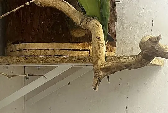 Aleksandretta obrożna samiczka, Śląskie, Skrzyszów