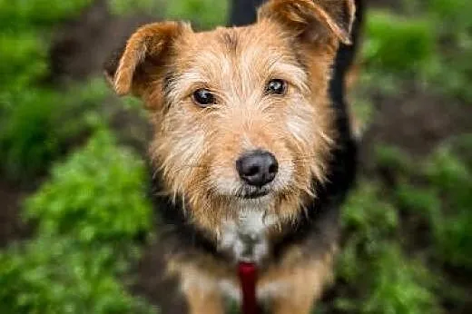 MELCIA - słodka trzpiotka w wydaniu mini - adoptuj