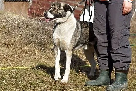 TRAMP szuka super domu!,  Kundelki cała Polska