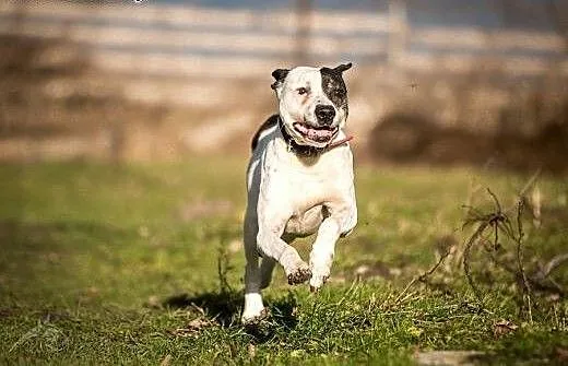 Cudeńko w typie ttb ! do adopcji !!, świętokrzysk