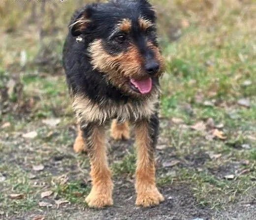 Bercik pozytywny pies, mix terierek szuka domu, l
